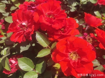 矮仙女月季Dwarf Fairy