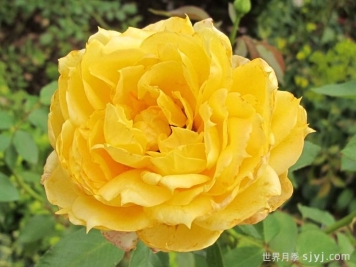 阳光古董月季Sunny Antike