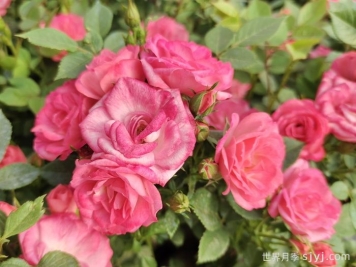 和谐月季Harmonie