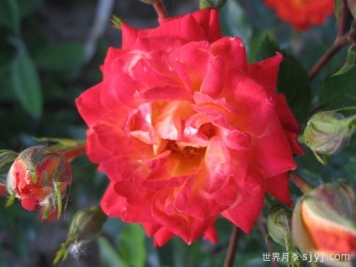 太阳姑娘月季Sun Maid