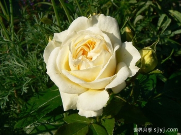 天使花环月季/天使门廊月季Angel Flower Circus