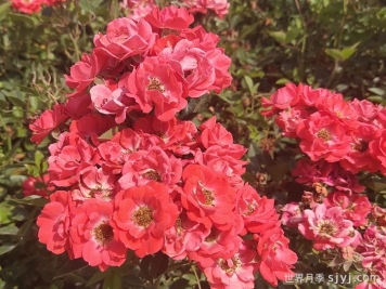 橙柯斯特月季/橙科斯特Margo Koster