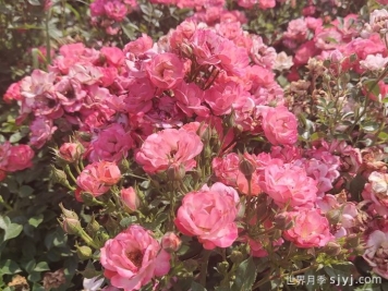 粉柯斯特月季/粉科斯特月季Pink Margo Koster