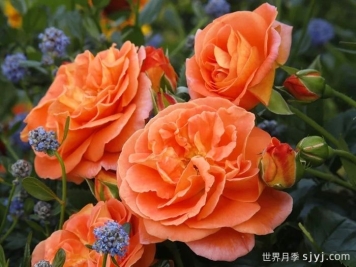 芒果阳台月季/芒果月季Mango Veranda