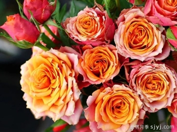 永远的那不勒斯月季Napoli Forever