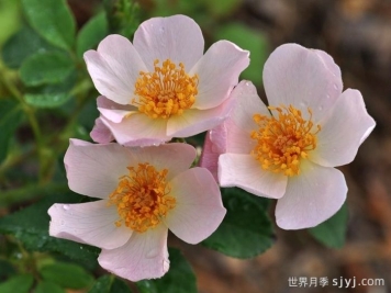 仙女罗瑟琳月季/仙女罗莎琳Heavenly Rosalind