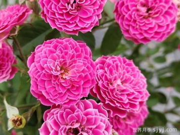 马里奥塔月季Marriotta