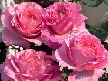 伊芙仙王座月季Cepheus