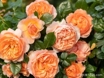 杏色露台月季Abricot Terrazza