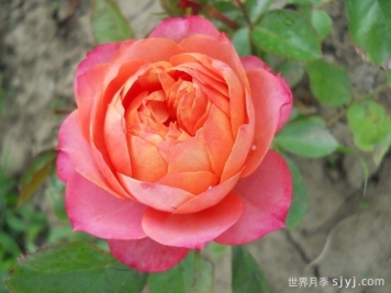 芒果浪漫月季Mango Romantica