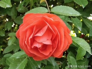 橙木香月季/藤本橙柯斯特Cl Margo Koster