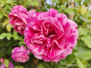 伊蕾莎斯特月季/依蕾莎丝特/伊内斯萨斯特雷Ines Sast