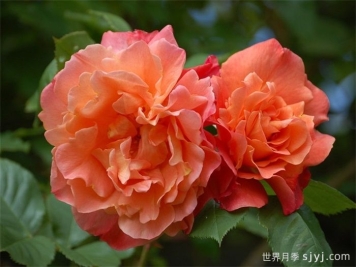 西方大地月季Westerland