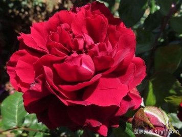 海格瑞月季/海格罗夫Highgrove