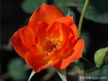 热烈欢迎月季Warm Welcome