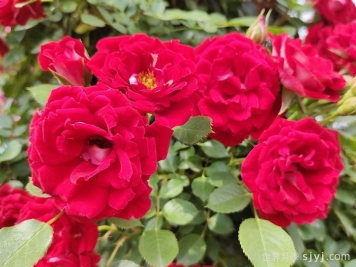 藤本小女孩月季受到市场的热烈欢迎，美美惹人爱