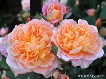 印象派月季The Impressionist