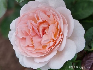 童话魔法月季/极乐芬芳/童话神奇/布利斯香水Fairytal