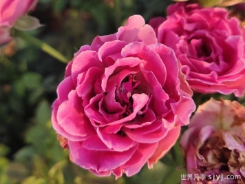 紫玉月季Purple Jade