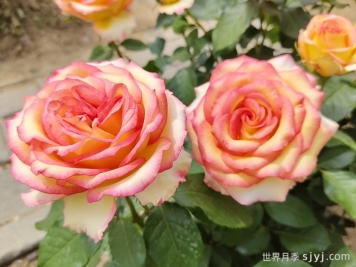 阿班斯月季的优缺点是什么？