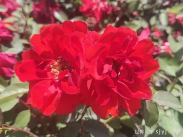 月季推荐，矮仙女月季