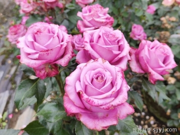 魅影月季/深层水Deep Water