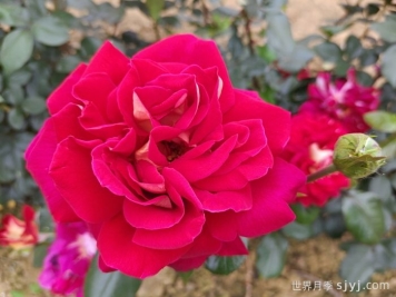 梅朗随想曲月季/梅郎随想曲Caprice de Meilland