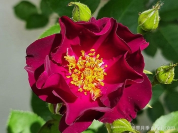 66号公路月季Route66