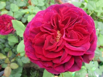 不眠之夜月季/黑鱼子酱月季/哈登伯格夫人Black Caviar