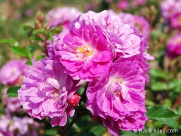 阿伯茨福德月季/雅培福特Abbotsford