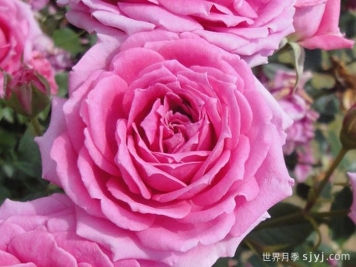 不眠芳香月季Overnight Scentsation