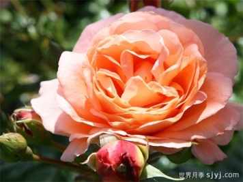 博尼塔文艺复兴月季/伯尼塔月季Bonita Renaissance