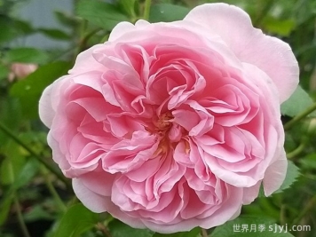 波萨诺瓦月季/农神/巴萨诺瓦Bossa Nova