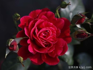 14周年红月季/朝阳红