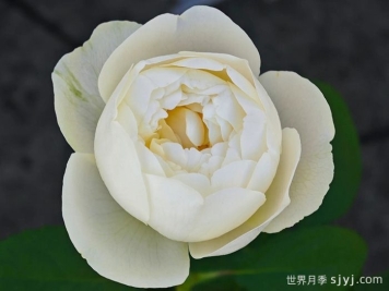 冰雪世界月季Snow World