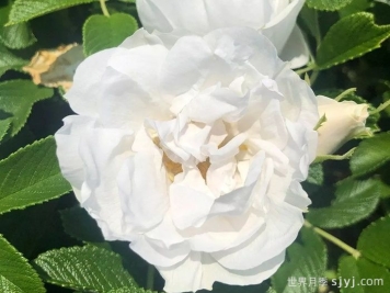 冰雪奇缘月季/冰雪跑者Frozen Roadrunner