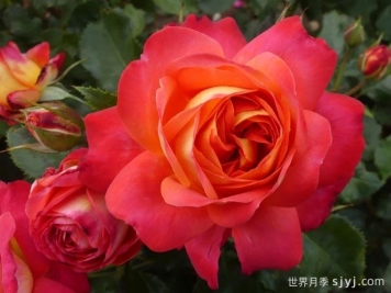 仲夏月季/盛夏月季Midsummer