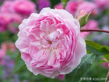 织工马南月季/塞拉斯马南月季Silas Marner