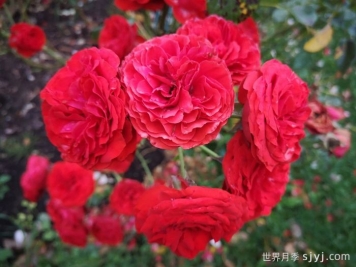 炙热洛可可月季/迪斯科女王月季Hot Rokoko