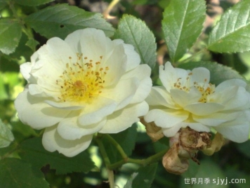 阿格莱亚月季/阿格拉AglaIa