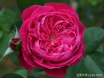 阿卡德米亚月季/学院月季Accademia