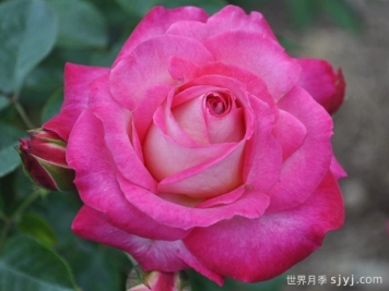 阿里斯月季Allyce