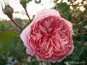 阿卡纳月季/神秘/阿尔卡纳Arcana