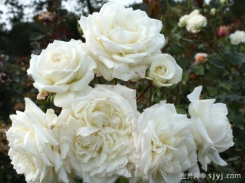 阿拉斯加月季/冰雪奇缘/雪国Alaska