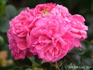 阿利亚月季/阿莱亚Alea