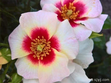 阿利亚巴比伦眼睛月季/咏叹调巴比伦眼睛Aria Babylon Eyes