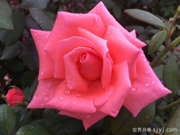 阿曼达路易丝月季Amanda Louise