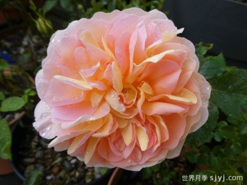 阿梅丽诺冬月季/爱蜜莉诺冬Amelie Nothomb