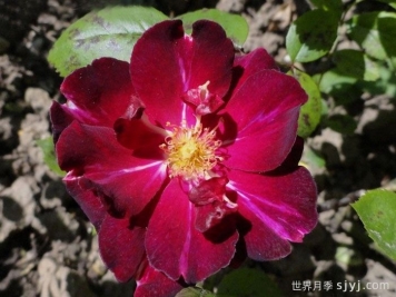 阿米莱昂谢诺月季/阿米莱昂陈纳德Ami Leon Chenault