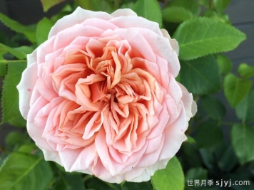  阿莫罗萨月季/新娘捧花月季Amorosa